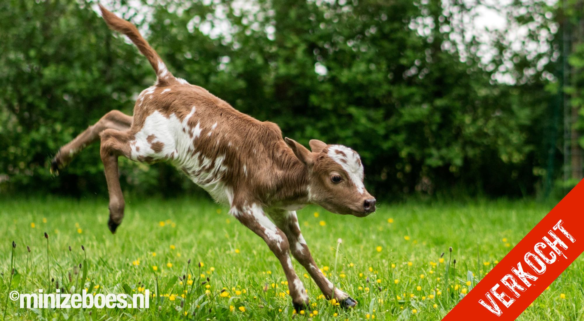Minizeboe Abel van de Langewold