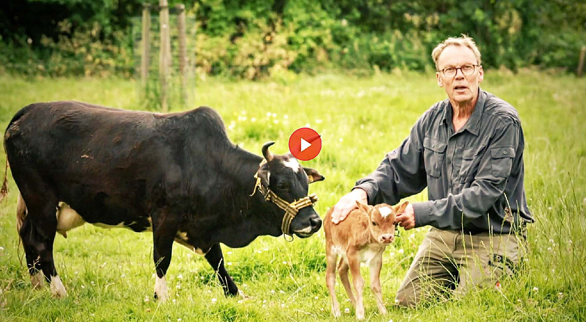 langewold runderland michiel bus minizeboes bonnenste buiten